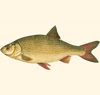 Small Antique Fish II Fine Art Print