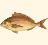Small Antique Fish III Fine Art Print