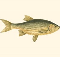 Small Antique Fish IV Fine Art Print