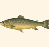 Small Antique Fish V Fine Art Print