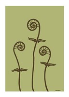 Dichromatic Fiddleheads III Framed Print