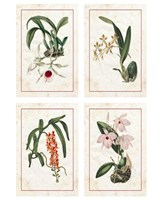 Mini Orchids Fine Art Print
