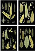 Mini Ferns on Black Fine Art Print