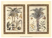 Mini Palms in Rattan Fine Art Print
