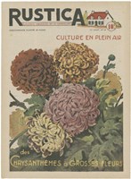 Plantez Des Chrysanthemes Fine Art Print