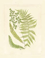 Ferns with Platemark III Fine Art Print