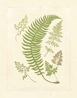 Ferns with Platemark IV Fine Art Print