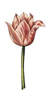 5" x 9" Pink Tulips