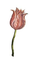 Tulip Time IV Fine Art Print