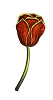 Tulip Time V Fine Art Print