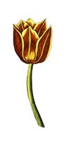 Tulip Time VI Fine Art Print