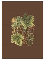 Fruit on Burgundy II Fine Art Print