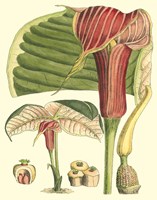 Botanical Fantasy II Fine Art Print