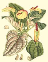 Botanical Fantasy III Framed Print
