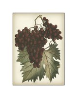 Red Grapes II Framed Print