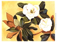 Southern Magnolia I Fine Art Print