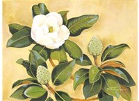 Southern Magnolia II Fine Art Print