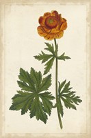 Vibrant Curtis Botanicals V Fine Art Print