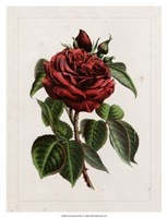 Van Houtteano Rose I Fine Art Print