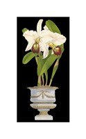 Orchids in Silver II by Vision Studio - 8" x 16"