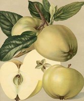 Apple Harvest II Giclee