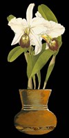Orchids in Pot I Fine Art Print