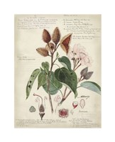 Botanical V by Alexandre Descubes - 13" x 17"