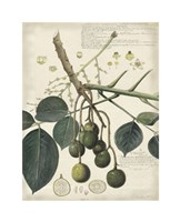 Botanical VI by Alexandre Descubes - 13" x 17"