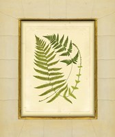 Fern with Crackle Mat (H) III Fine Art Print