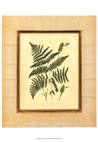 Fern with Crackle Mat (H) IV Fine Art Print