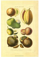 Fruits and Nuts I Fine Art Print
