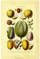 Fruits and Nuts II Framed Print