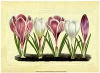 Crocus II Fine Art Print