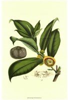 Exotic Foliage I Fine Art Print