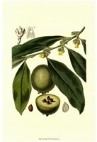 Exotic Foliage II Fine Art Print