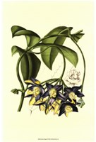 Exotic Foliage III Fine Art Print