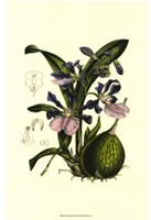 Exotic Foliage IV Fine Art Print