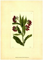 Red Curtis Botanical I Fine Art Print