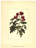 Red Curtis Botanical III Fine Art Print