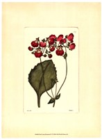 Red Curtis Botanical IV Fine Art Print