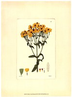 Yellow Curtis Botanical III Framed Print