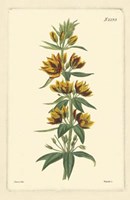 Yellow Curtis Botanical IV Framed Print