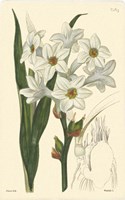 White Curtis Botanical I Framed Print