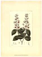 White Curtis Botanical II Framed Print