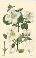 White Curtis Botanical III Framed Print