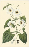 White Curtis Botanical IV Fine Art Print