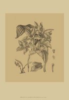 Orchid on Khaki(WG) IV Fine Art Print