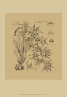 Orchid on Khaki(WG) VII Fine Art Print