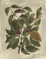 Printed Deshayes Trees II Fine Art Print