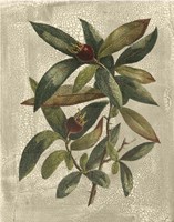 Printed Deshayes Trees III Fine Art Print